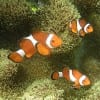 Cyanide fishing began in the 1960s in the Philippines as a way to capture live reef fish for sale primarily to aquarium owners, but is today also done to supply specialty restaurants in Hong Kong and other large Asian cities. Pictured: The ocellaris clownfish, a popular aquarium fish often captured after first being stunned by bursts of cyanide-laced seawater squirted from a plastic bottle. (Metatron)