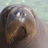 The U.S. Fish & Wildlife Service is evaluating 757 imperiled plant and animal species to determine if they should be added to the federal Endangered Species List by 2018. Among the wildlife getting a closer look is the walrus, pictured here. (iStock Photo)