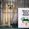 Major progress has been made in reducing the overpopulation of cats and dogs that had resulted in some 12 to 20 million being euthanized each year in the 1970s. Today, despite there being more than twice the number of companion animals in U.S. homes, the number euthanized yearly is down to three to four million. There is still clearly more work to be done. (Comstock)