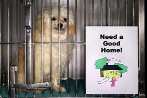 Major progress has been made in reducing the overpopulation of cats and dogs that had resulted in some 12 to 20 million being euthanized each year in the 1970s. Today, despite there being more than twice the number of companion animals in U.S. homes, the number euthanized yearly is down to three to four million. There is still clearly more work to be done. (Comstock)