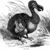 Eminent Harvard biologist E.O. Wilson says that fully half of the planet's higher life forms could be gone within 100 years, joining the dodo bird, sketched here, which has been extinct since the 17th century and whose fate was directly attributable to human activity. (Thinkstock)