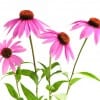 Echinacea has gained popularity in recent years as a remedy for the common cold. But because it is not regulated as a medical drug by the FDA -- and given the variation between dosages and formulations available to consumers -- it is difficult to get definitive answers as to its effectiveness. (iStock)