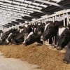 David Pimentel of Cornell University’s College of Agriculture and Life Sciences says that the grain currently fed to some seven billion livestock in the United States could feed nearly 800 million people directly. (Thinkstock)