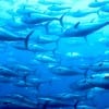 Once mercury gets into the marine food chain, mostly from human industrial sources such as coal-fired electricity generation, smelting and the incineration of waste, it “bioaccumulates” in the larger ocean predators. That’s why larger fish -- like the bluefin tuna pictured here -- are generally riskier to eat than smaller ones. (Thinkstock)