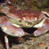 Ocean acidification is likely to affect the ability of some shellfish to produce and maintain their shells. This process will not only wreak havoc on the shellfish we eat, but also on smaller marine organisms that are key components of the lower end of the marine food chain. (Thinkstock)