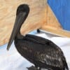 Despite U.S. Geological Survey warnings that drilling in waters north of Alaska could have deleterious effects on ocean habitats and wildlife, the Obama administration proceeded with a lifting of the moratorium on off-shore drilling. Pictured: An Oiled brown pelican awaits cleaning in the wake of the BP Deepwater Horizon disaster.