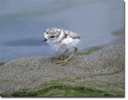 A plover chick. (Media credit/The Massachusetts Audubon Society)