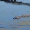 Alligators abound in the waters surrounding Magnolia Plantation (Blast staff photo/Erica Marcus)