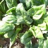 Spinach plant (Media credit/Victor M. Vicente Selvas)